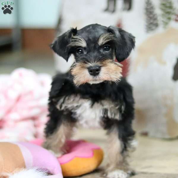 Noah, Miniature Schnauzer Puppy